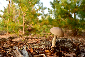 Edible brown cap boletus grows in the ground among fallen birch leaves in the fall season. Awesome fungus aspen mushroom in the forest in of sunbeams. Season for picked gourmet mushrooming