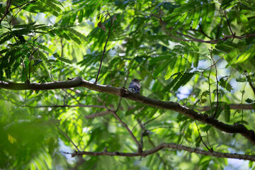 Weary Eastern Wood Pewee Bird