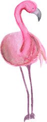 Watercolor clipart pink flamingo on a white. Hand draw