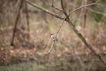 Eastern Phoebe