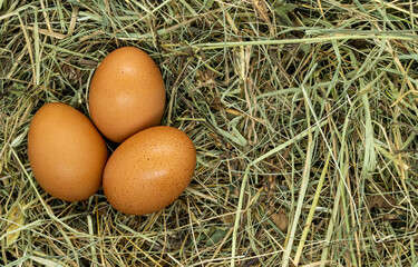 eggs on grass texture close up copy space