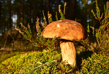 Porcini Cep White Mushroom King Boletus Pinophilus. Fungal Mycelium in moss in a forest. Big bolete mushrooms in wildlife in of sunbeams. Mushrooming harvesting season. Fungi plants