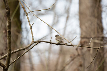Curious Eastern Phoebe