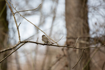 Curious Eastern Phoebe