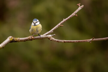 Eurasian blue tit (Cyanistes caeruleus)