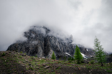 A beautiful alpine landscape with rocky mountains in the fog, conifers, wild grass between stones and snow. Highlands, misty mountain, harsh climate, wasteland or mountaineering concept.