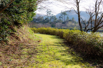 Naklejka premium A grassy path lit by idyllic light