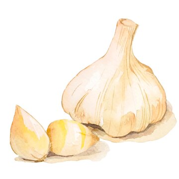 garlic 　ニンニクの水彩イラスト　薬味　薬膳　漢方薬　カットイラスト