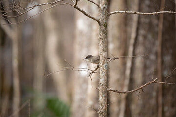 Eastern Phoebe Taking Flight