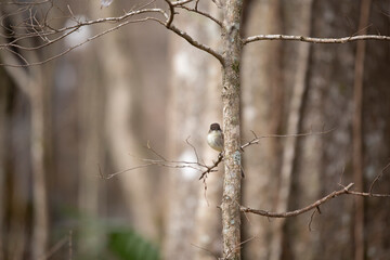 Curious Eastern Phoebe