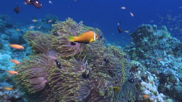 Seascape with a big anemone (Heteractics magnifica) hosting several Blackfoot anemonefish (Amphiprion nigriceps) and three-spot damselfishes (Dascyllus trimaculatus)