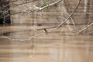 Eastern Phoebe