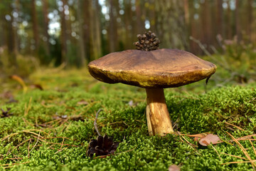 Porcini Cep White Mushroom King Boletus Pinophilus. Fungal Mycelium in moss in a forest. Big bolete mushrooms in wildlife in of sunbeams. Mushrooming harvesting season. Fungi plants