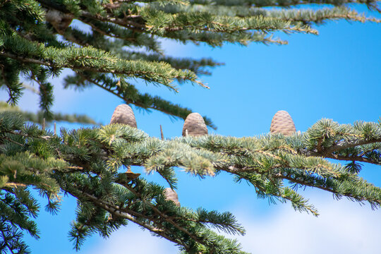 Close-up shot of Atlas Cedar cone (Cedrus Atlantica)