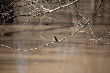Eastern Phoebe Calling