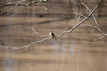 Eastern Phoebe