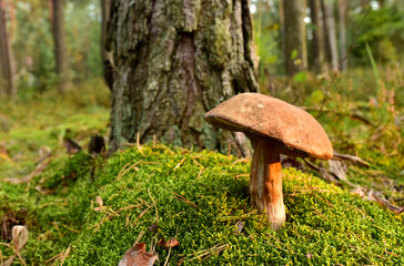 Porcini Cep White Mushroom King Boletus Pinophilus. Fungal Mycelium in moss in a forest. Big bolete mushrooms in wildlife in of sunbeams. Mushrooming harvesting season. Fungi plants