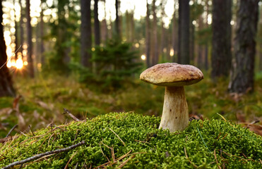 Porcini Cep White Mushroom King Boletus Pinophilus. Fungal Mycelium in moss in a forest. Big bolete mushrooms in wildlife in of sunbeams. Mushrooming harvesting season. Fungi plants