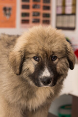 big puppy  Carpathian shepherd dog breed at the veterinary clinic