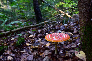 Red mushroom amanita toxic, also called panther cap. False blusher amanita mushroom in the forest against the background of green vegetation