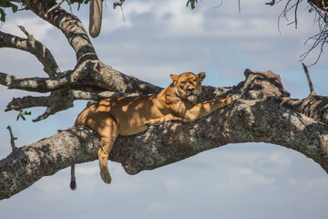 Lion resting on a tree in Serengeti National Park of Tanzania.