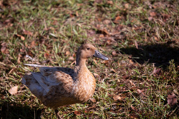 Domestic Duck
