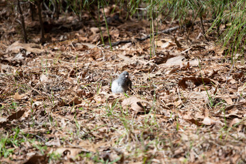 Curious Dark-Eyed Junco Foraging