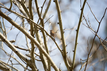 Chipping Sparrow