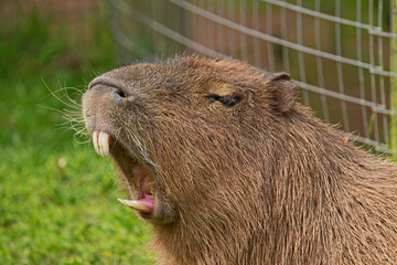 Capybara (Hydrochoerus hydrochaeris) head and shoulders of a giant rodent showing his teeth with a fence and grass behind