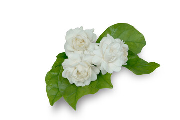 White flower Jasmine isolated on white background. This has clipping path. 