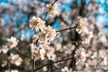 Branch with white flowers of almond tree close up in early spring