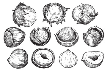 Hazelnut illustration by hand.