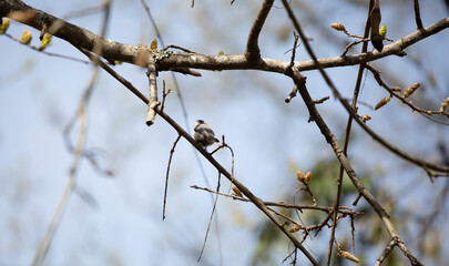 Black-Capped Chickadee