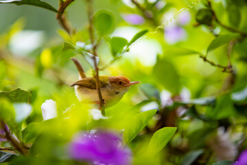 Little bird on a tree