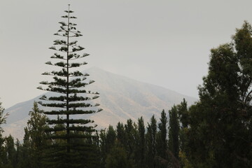 trees in the mountains