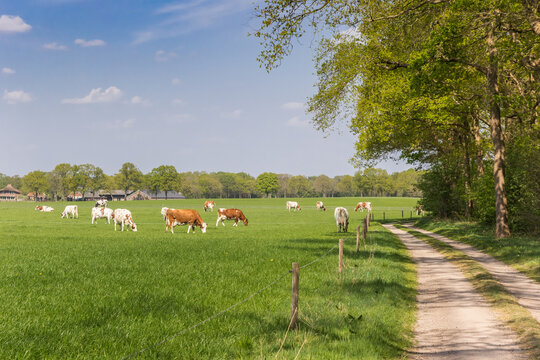 Herd of brown and white cows at a dirt road in Overijssel, Netherlands