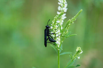 Great Black Digger Wasp on White Sweetclover Flowers