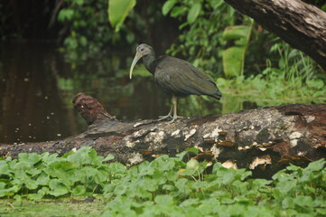 ibis in wetland 