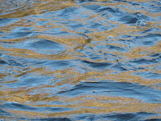 Find nature's own gold in nature by navigating and with nature excursion.