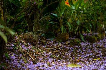 lavender flowers in the garden