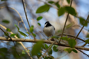 Curious Black-Capped Chickadee in a Bush