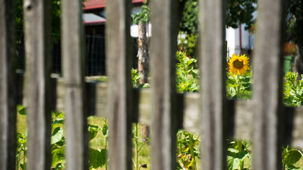 Żółty kwiat słonecznika w ogrodzie widziany zza drewnianego płotu - obrazy, fototapety, plakaty