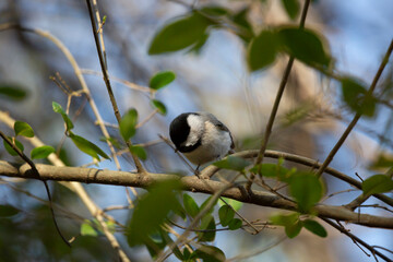 Black-Capped Chickadee Looking Down