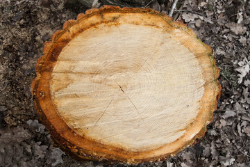 Annual rings in the trunk of an Oak tree