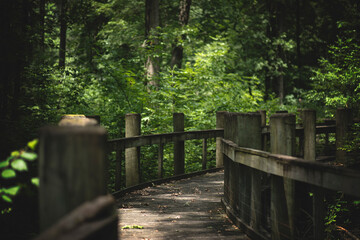 wooden bridge in the woods