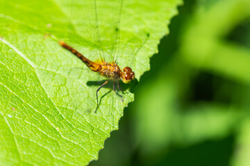 Meadowhawk Dragonfly in Summer