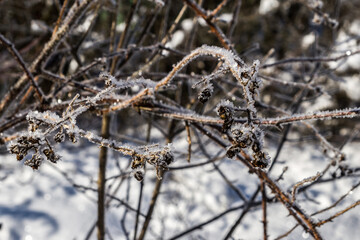 frost on the branches