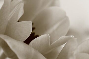 Fototapeta premium Tulip Close Up black and white