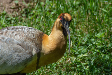 pheasant in the grass