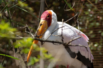 red stork